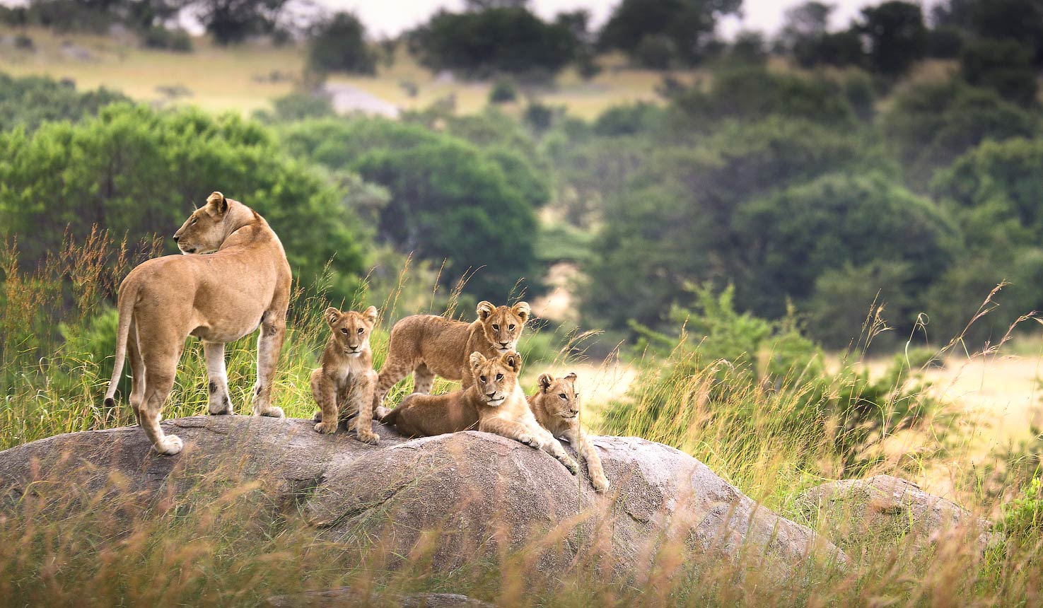 Lioness and cubs resting on a rock