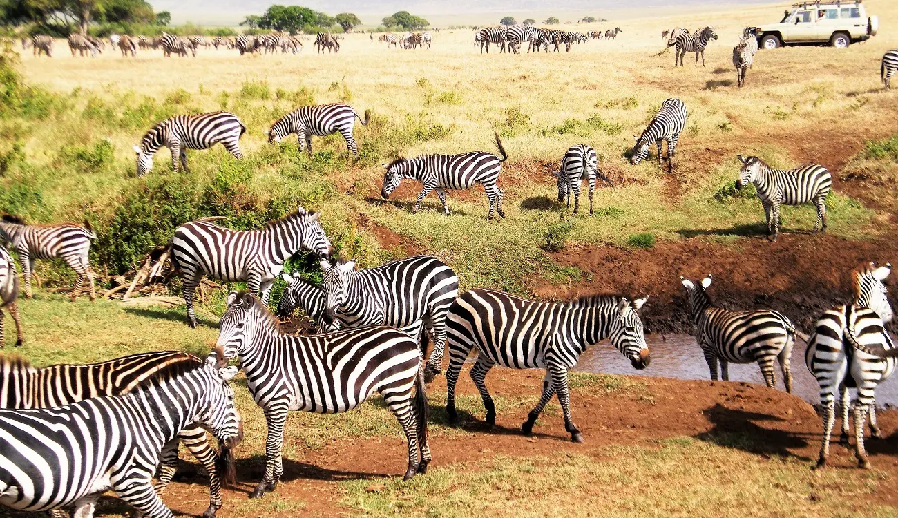 Wildlife scene from the safari photo collection