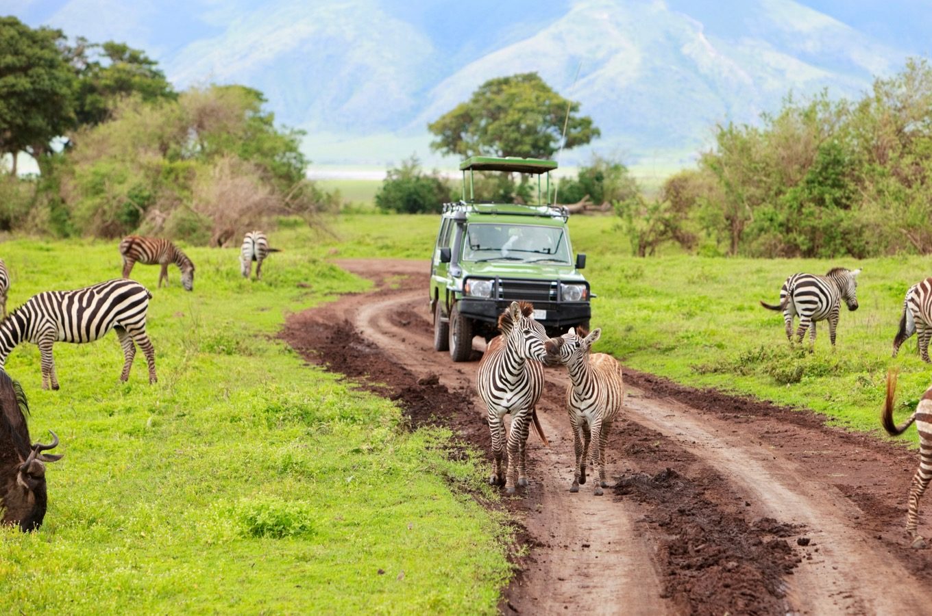 Great Migration Safari
