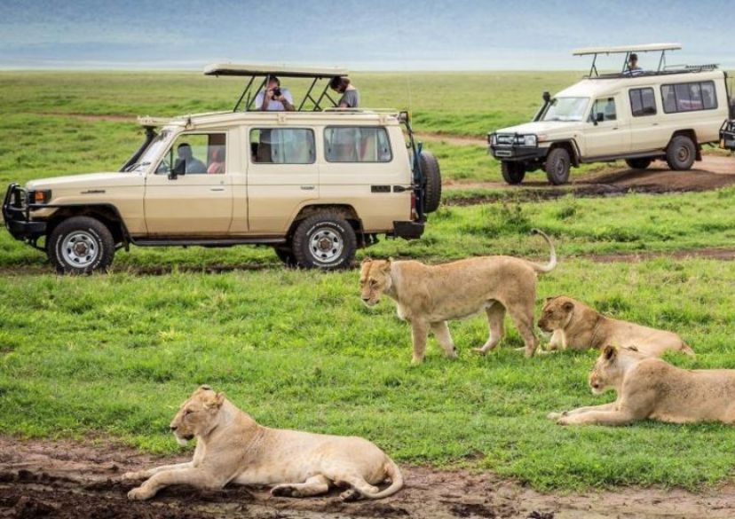 Safari vehicles observing a pride of lions
