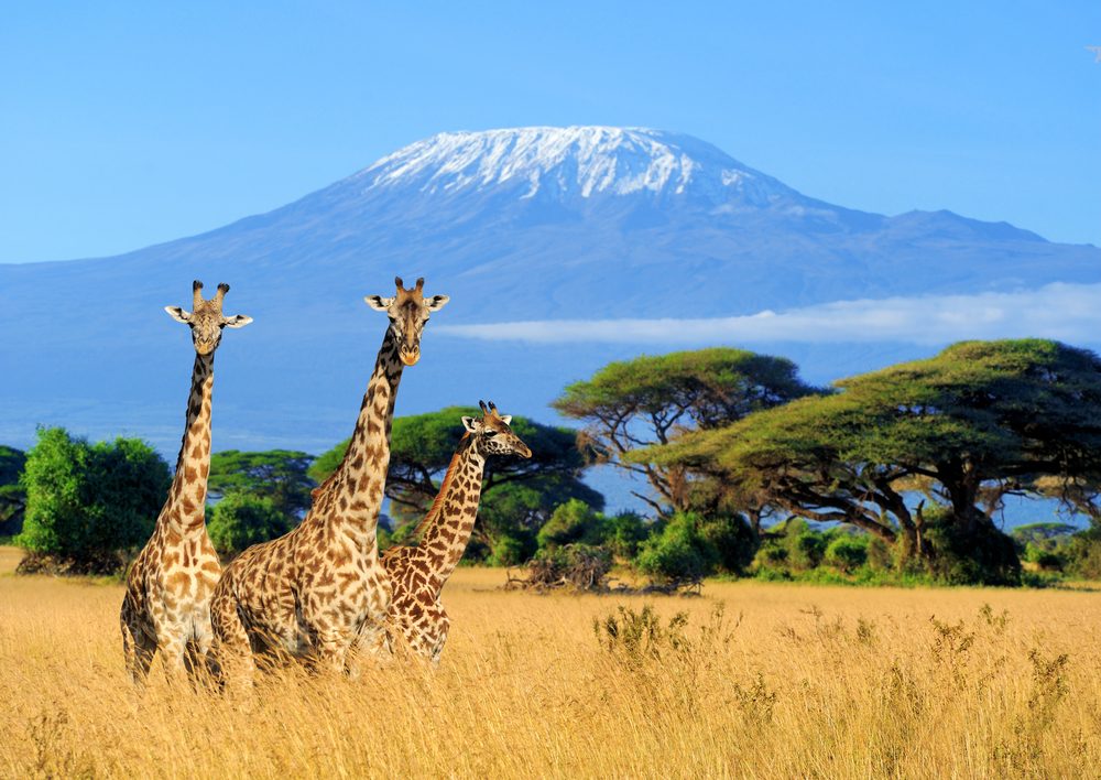 Giraffes in golden grass with a mountain backdrop